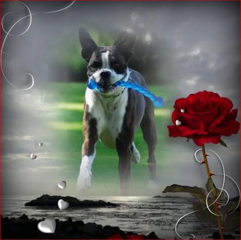 Condolence image of Sonja Hemmer