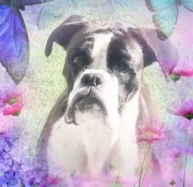 Condolence image of Sonja Hemmer
