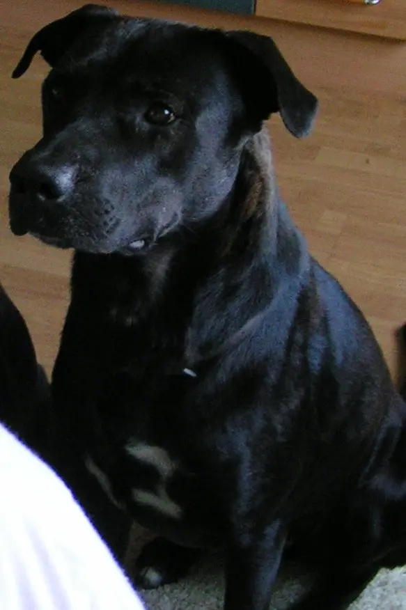 Image from Scar