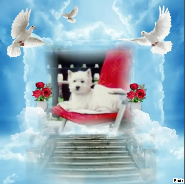 Condolence image of Tanja mit Timmy im Herzen