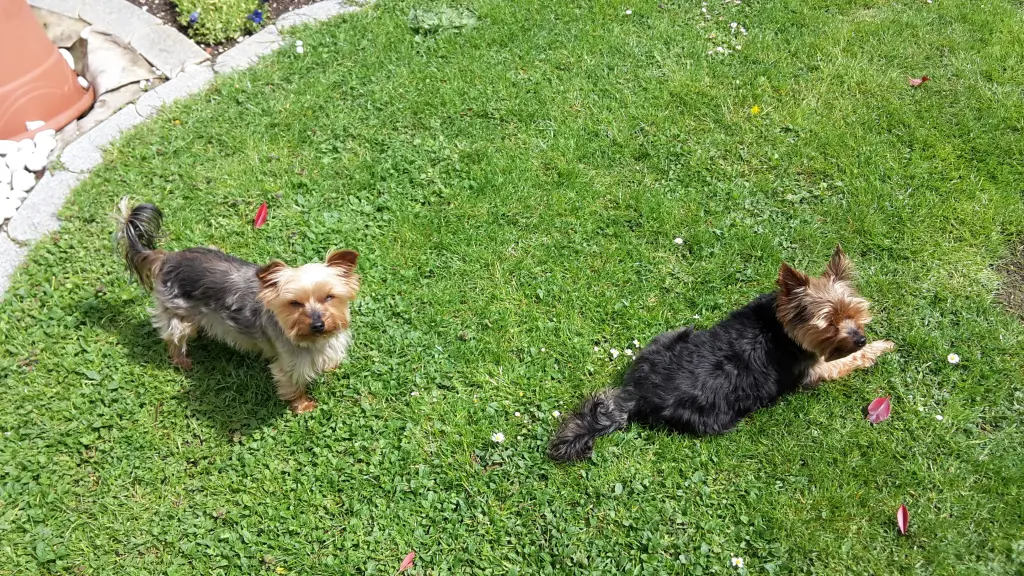 Andachtsbild von Elke