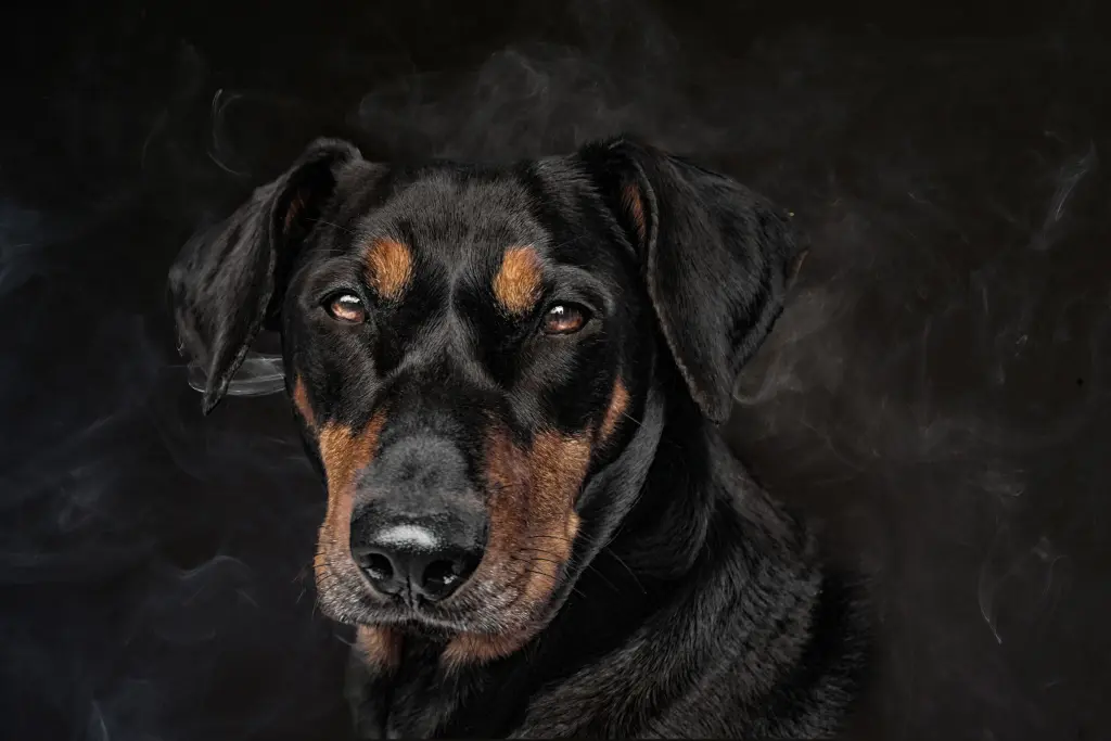 Condolence image of Brisco Pinscher