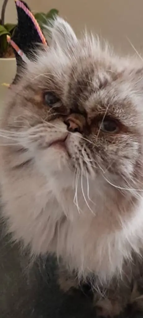 Image from Gismo