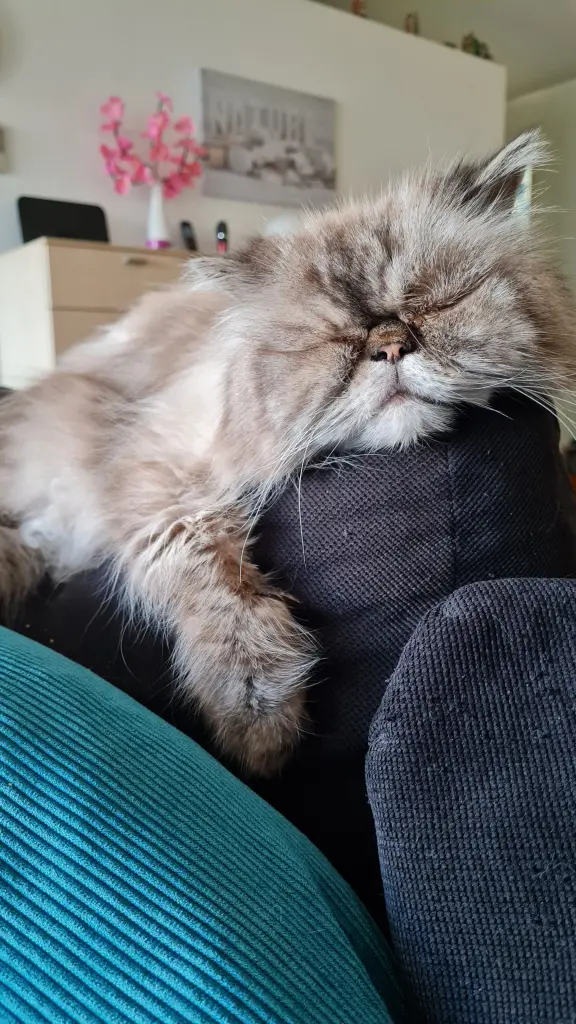Image from Gismo