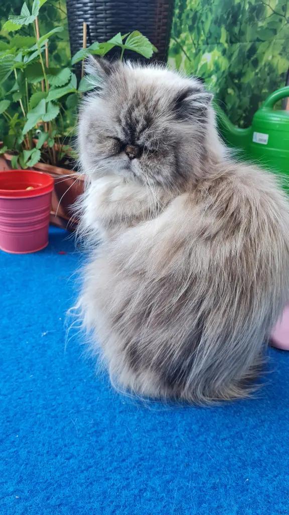 Image from Gismo