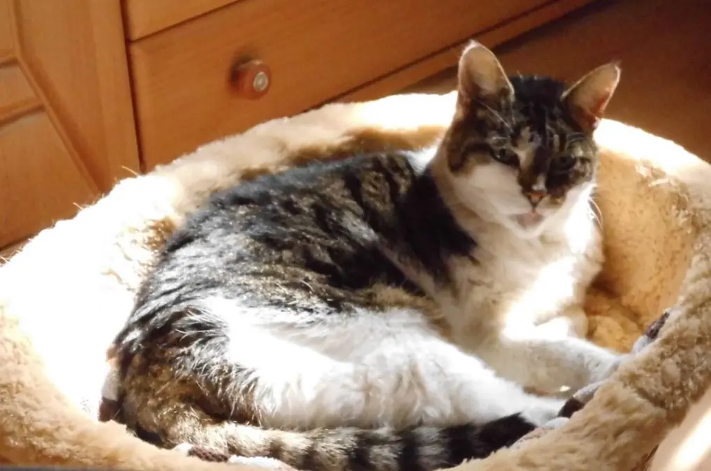 Image from Minka