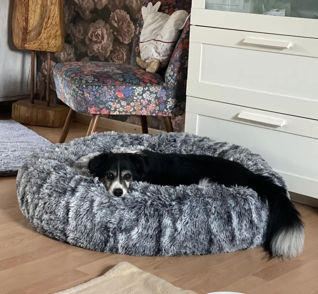Image from Bobby