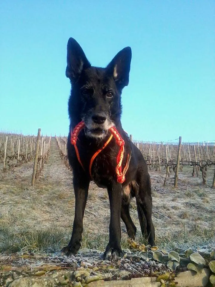 Andachtsbild von Markus Elias Wolf Kensy