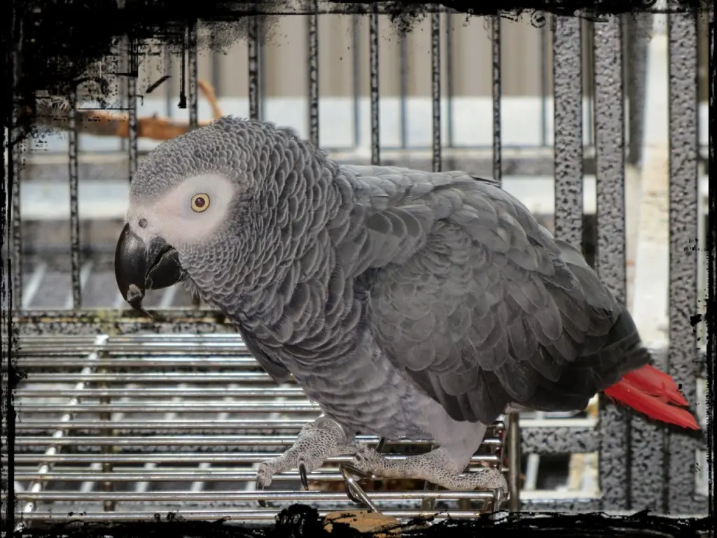 Image from Coco