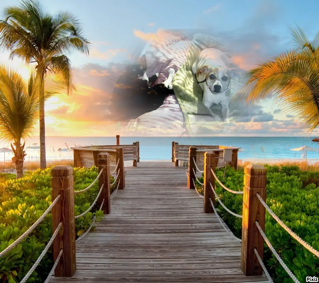 Condolence image of Tanja mit Timmy im Herzen