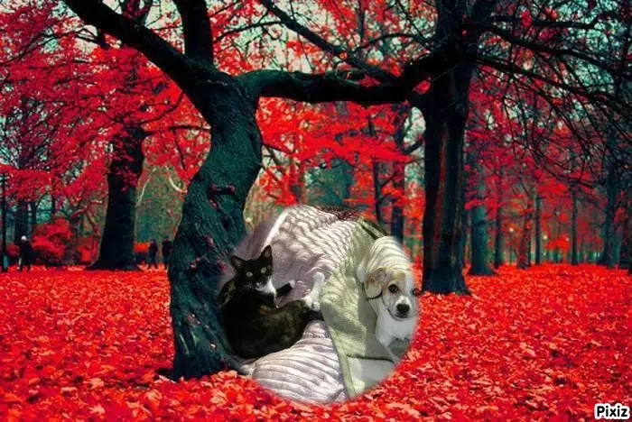 Condolence image of Tanja mit Timmy im Herzen 