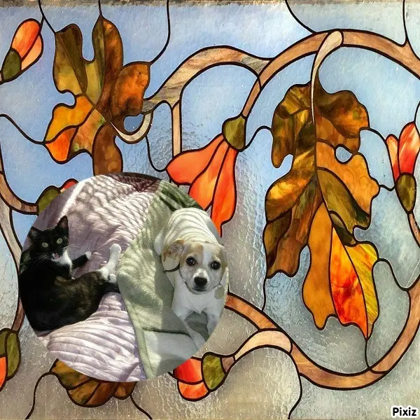 Condolence image of Tanja mit Timmy im Herzen 