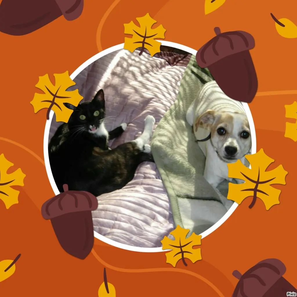 Condolence image of Tanja mit Timmy im Herzen 