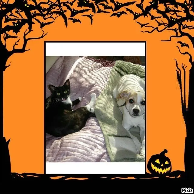 Condolence image of Tanja mit Timmy im Herzen 