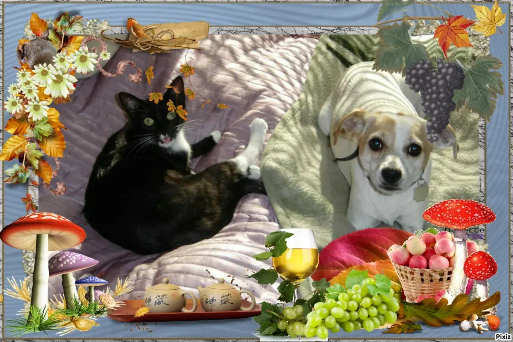 Condolence image of Tanja mit Timmy im Herzen 