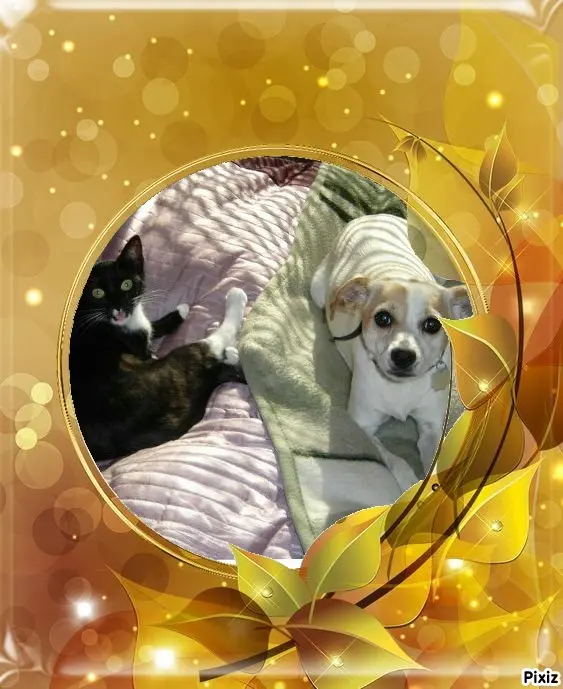 Condolence image of Tanja mit Timmy im Herzen 
