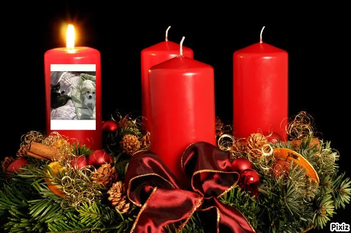 Condolence image of Tanja mit Timmy im Herzen 