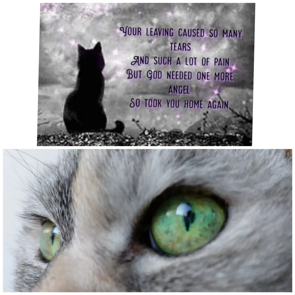Condolence image of Für Cassy♥️und Joyce ♥️