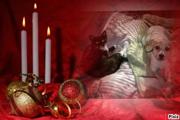 Condolence image of Tanja mit Timmy im Herzen 