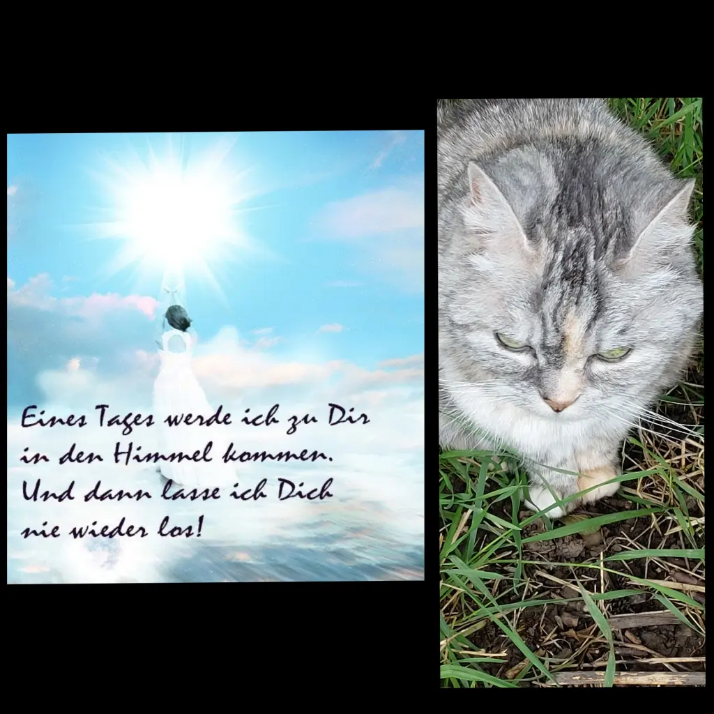 Condolence image of Hallo Berlin ♥️♥️♥️♥️