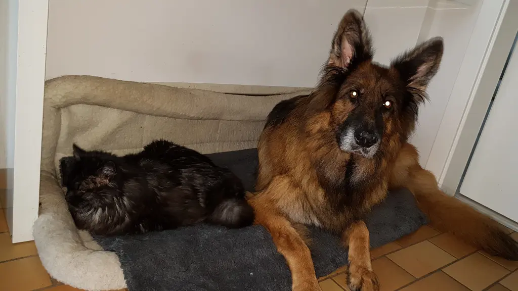 Condolence image of Silke mit Gila im ❤