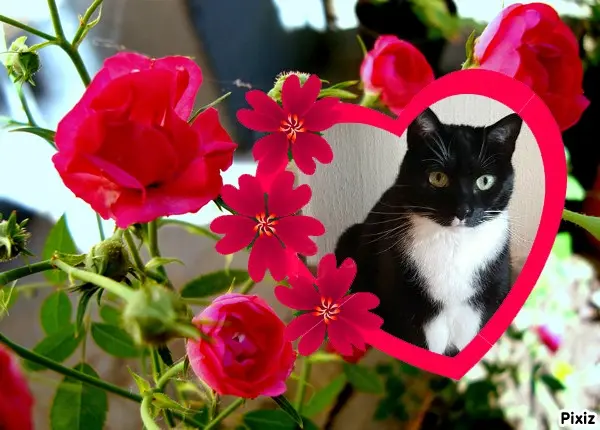 Condolence image of Tanja mit Timmy im Herzen