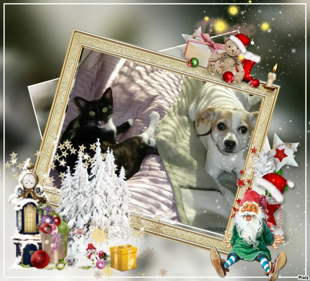 Condolence image of Tanja mit Timmy im Herzen 