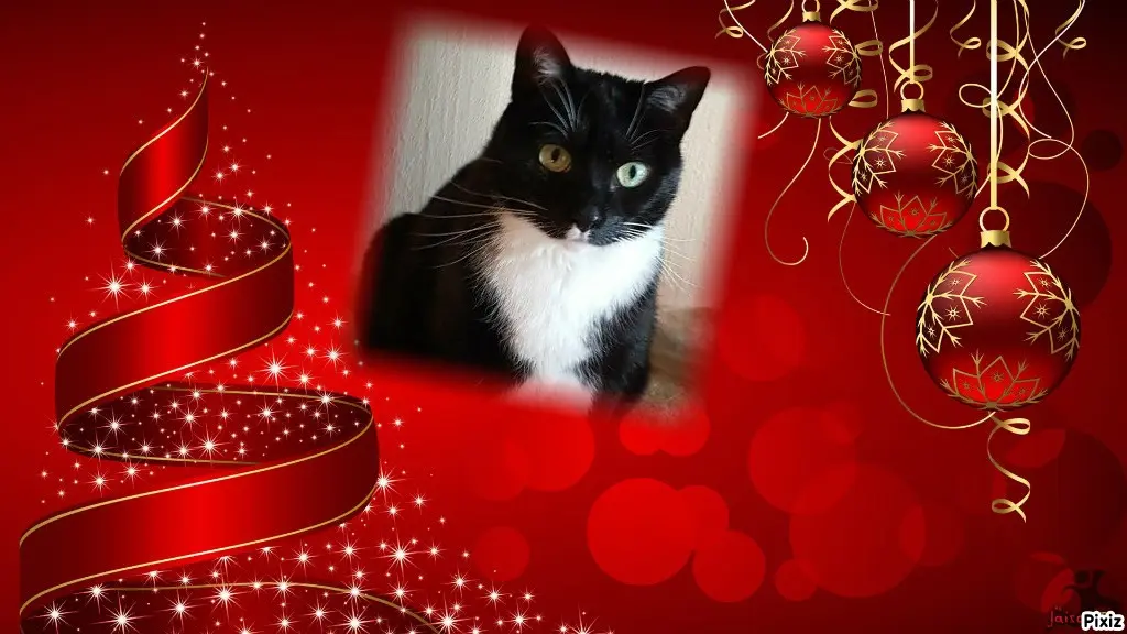 Condolence image of Tanja mit Timmy im Herzen