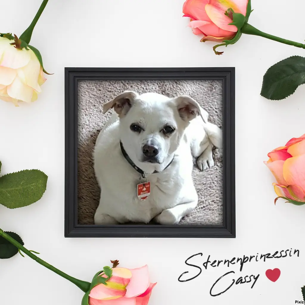 Condolence image of Tanja mit Timmy im Herzen 