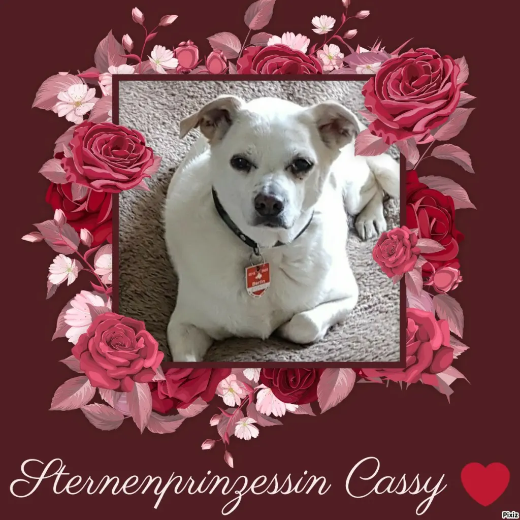 Condolence image of Tanja mit Timmy im Herzen