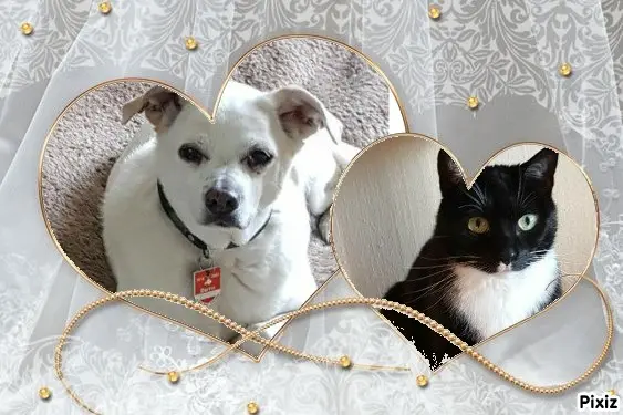 Condolence image of Tanja mit Timmy im Herzen