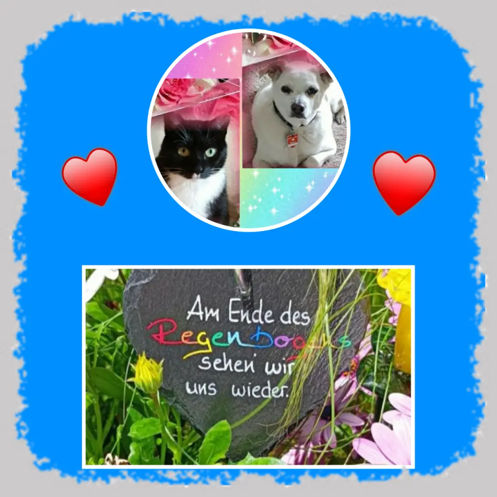 Condolence image of Martina mit Seelenhund Samy ♥️