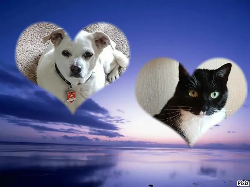 Condolence image of Tanja mit Timmy im Herzen 