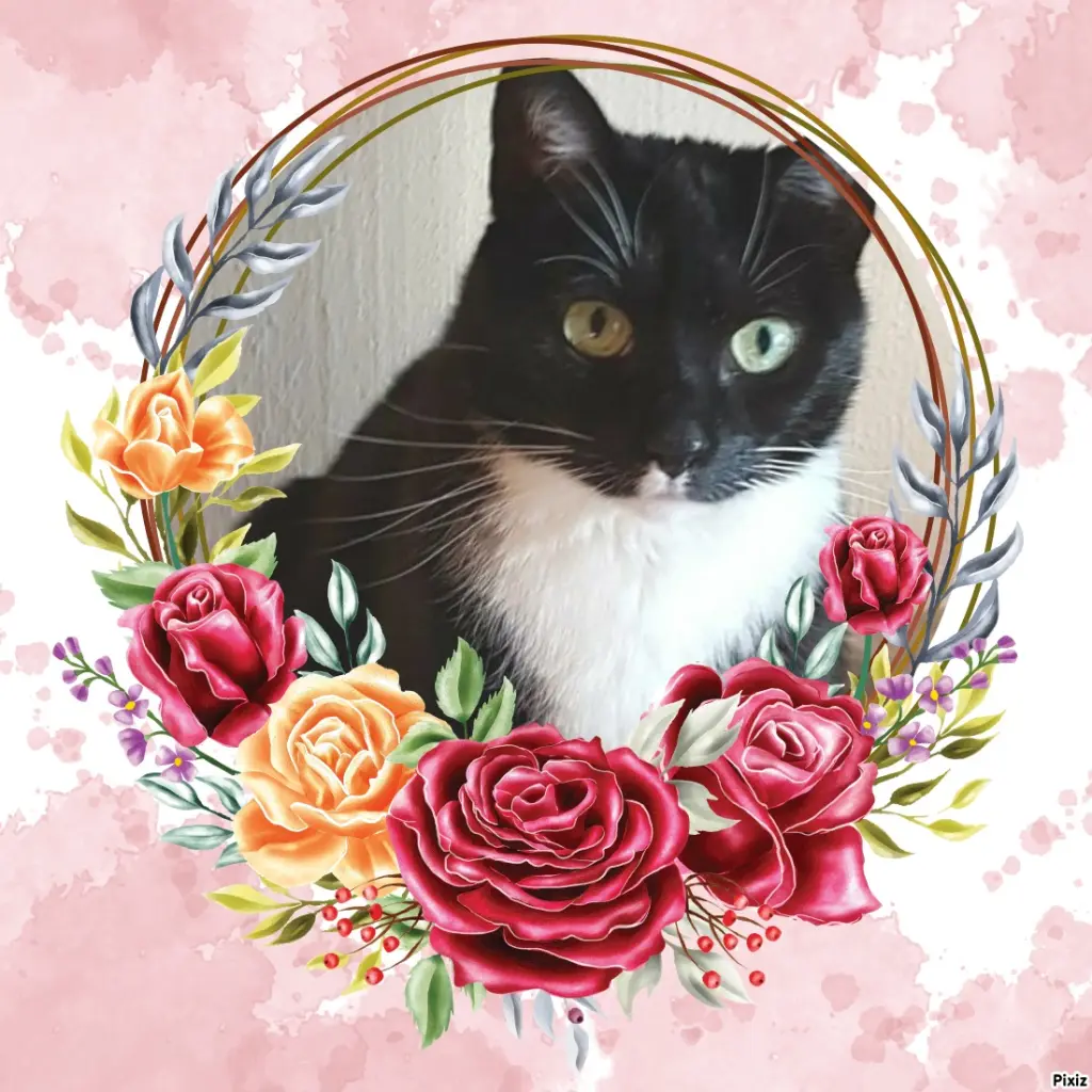 Condolence image of Tanja mit Timmy im Herzen