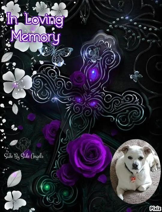 Condolence image of Tanja mit Timmy im Herzen