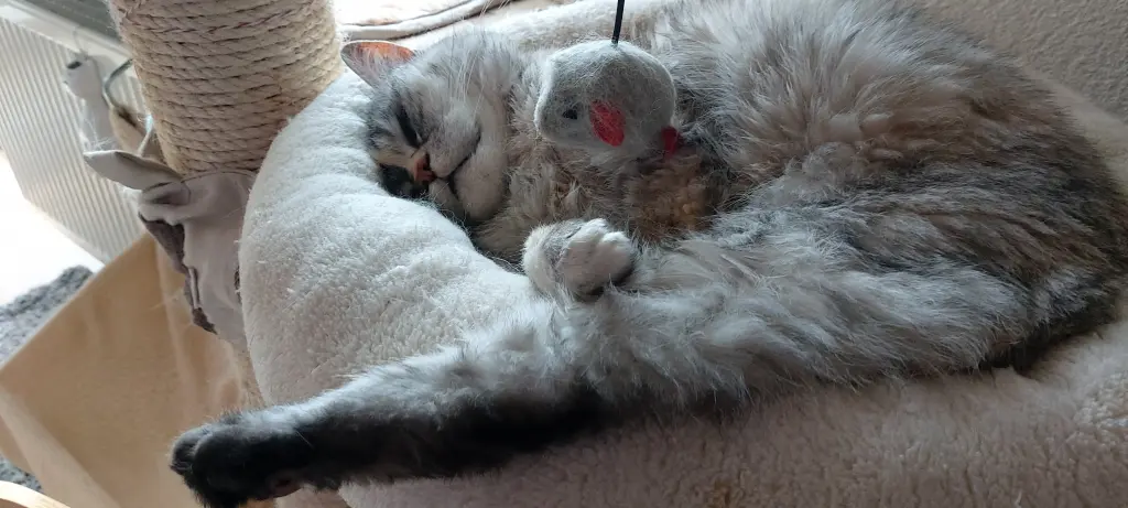 Condolence image of Von Silke mit Mia im ♥️
