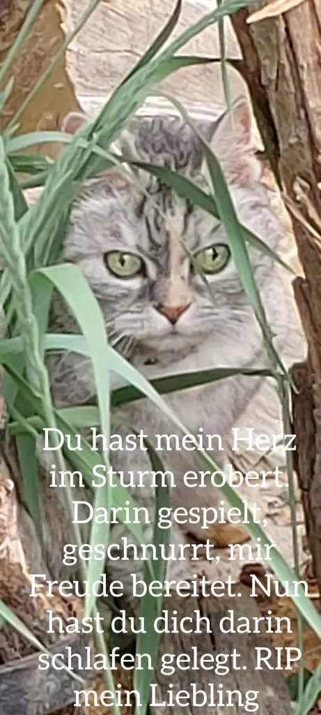 Condolence image of Schmusegrüsse♥️