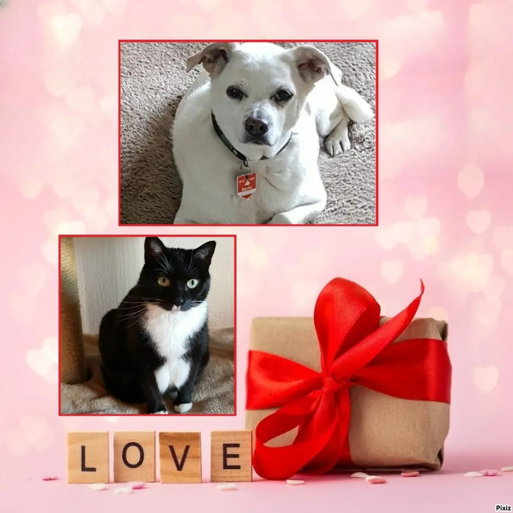 Condolence image of Tanja mit Timmy im Herzen 