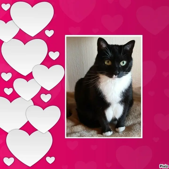 Condolence image of Tanja mit Timmy im Herzen