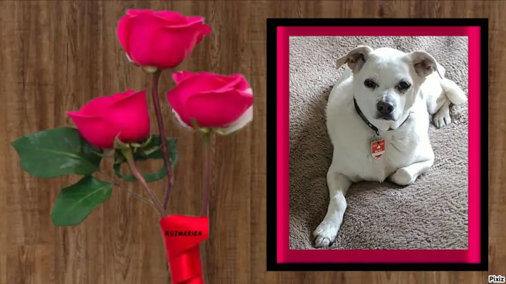 Condolence image of Tanja mit Timmy im Herzen