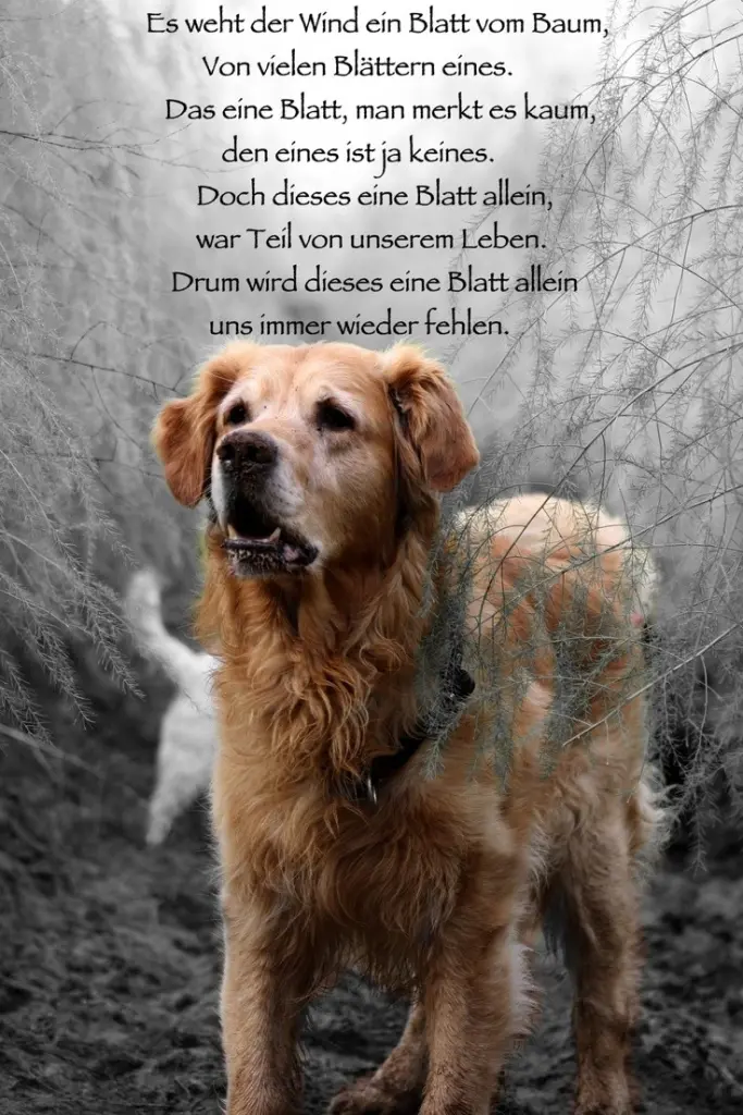Condolence image of Für Cassy ♥️