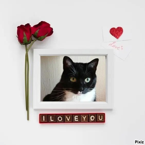 Condolence image of Tanja mit Timmy im Herzen