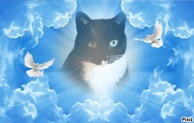 Condolence image of Tanja mit Timmy im Herzen
