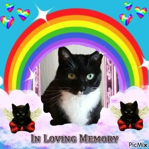 Condolence image of 1. Sternchen⭐️❤️Gedenktag❤️