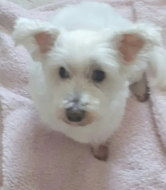 Condolence image of Martina mit Seelenhund Samy ♥️⭐♥️ für immer im Herzen