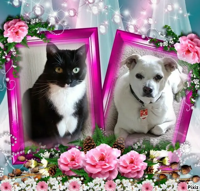 Condolence image of Tanja mit Timmy im Herzen