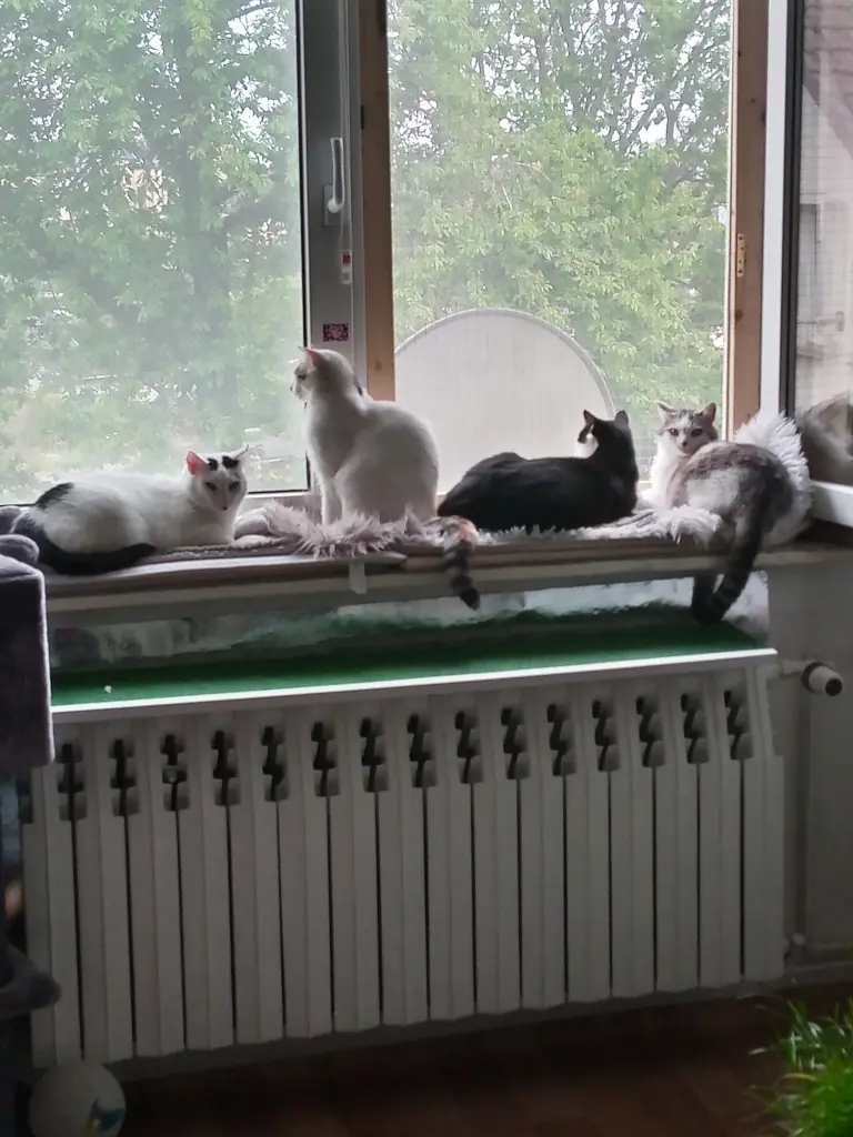 Condolence image of Für euch beiden Sternchen Cassy und Joyce ♥️