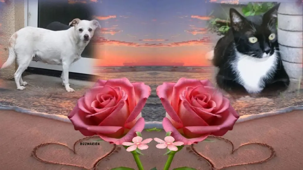 Condolence image of Andrea mit Minki im ♥️