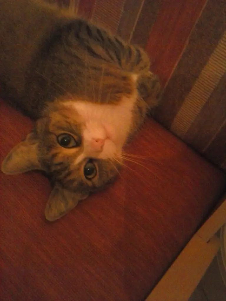 Condolence image of Waldemar mit Mausi im ♥️