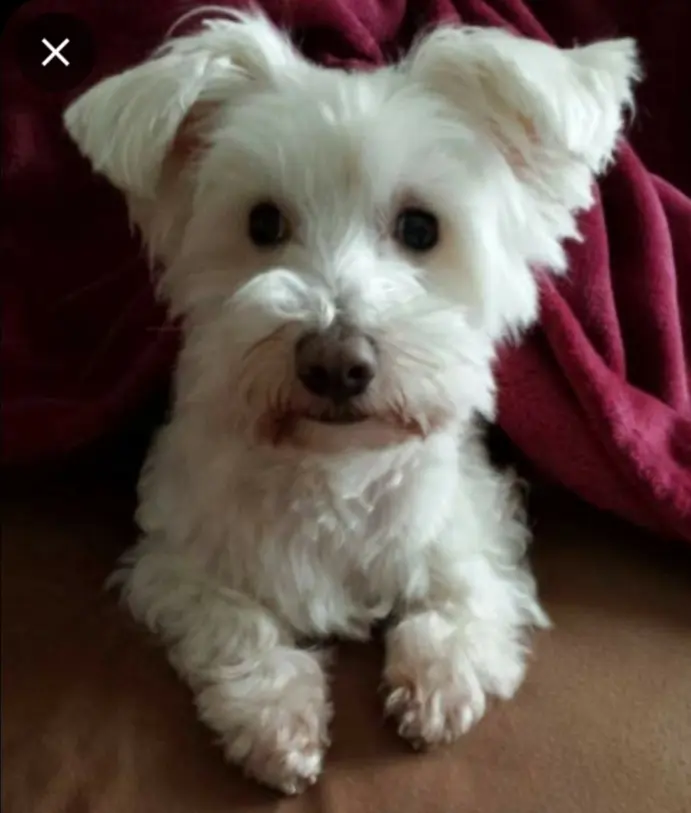 Condolence image of Martina mit Seelenhund Samy ♥️⭐♥️ für immer im Herzen